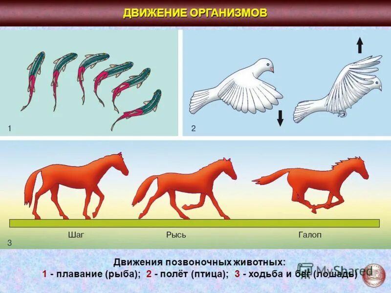 Движение 6 класс. Типы передвижения животных. Движение живых организмов. Способы движения живых организмов. Разные способы передвижения животных..