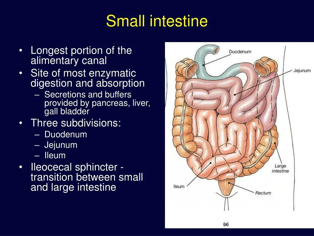 Тонкий кишечник тест. Тонкий кишечник анатомия.