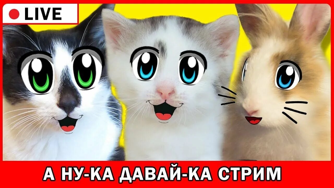 Кот малыш Анука давайка. Кот Мурка Анука давайка. А ну ка давайка Баффи и малыш. А ну-ка давай-ка.