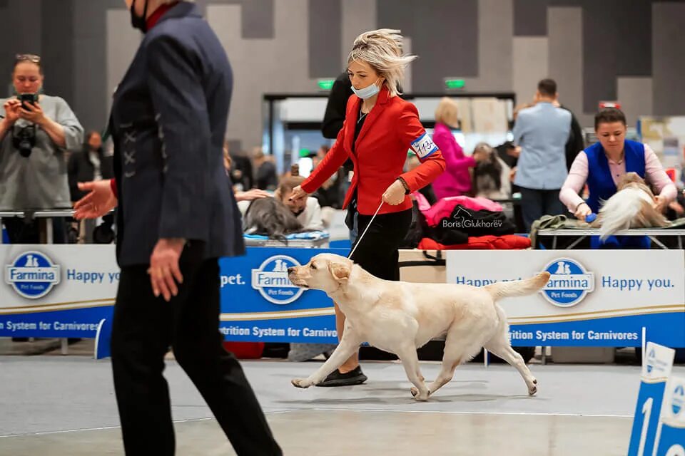 Американский стиль показа собак на выставках. Судья на выставке собак. Вихрь любви выставка собак. Стенд на выставке собак. Победители собачьих выставок.