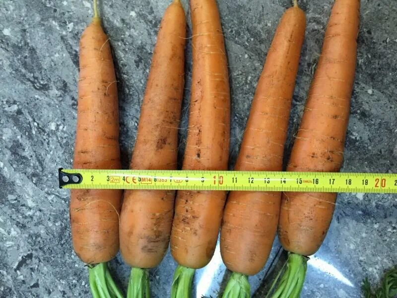 Купить морковь оптом. Морковь опт. Морковь оптом. Морковь 20 тонн полуприцеп. Морковка оптом.