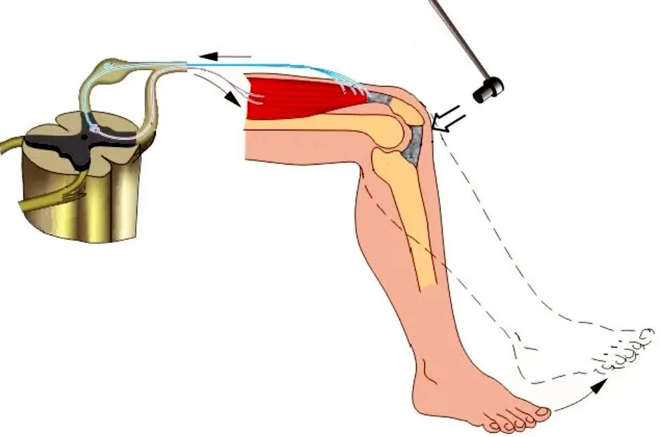 Рефлекторная дуга коленного рефлекса. Невролог коленный рефлекс. Безусловный коленный рефлекс. Коленный сухожильный рефлекс. Почему стучат ногами