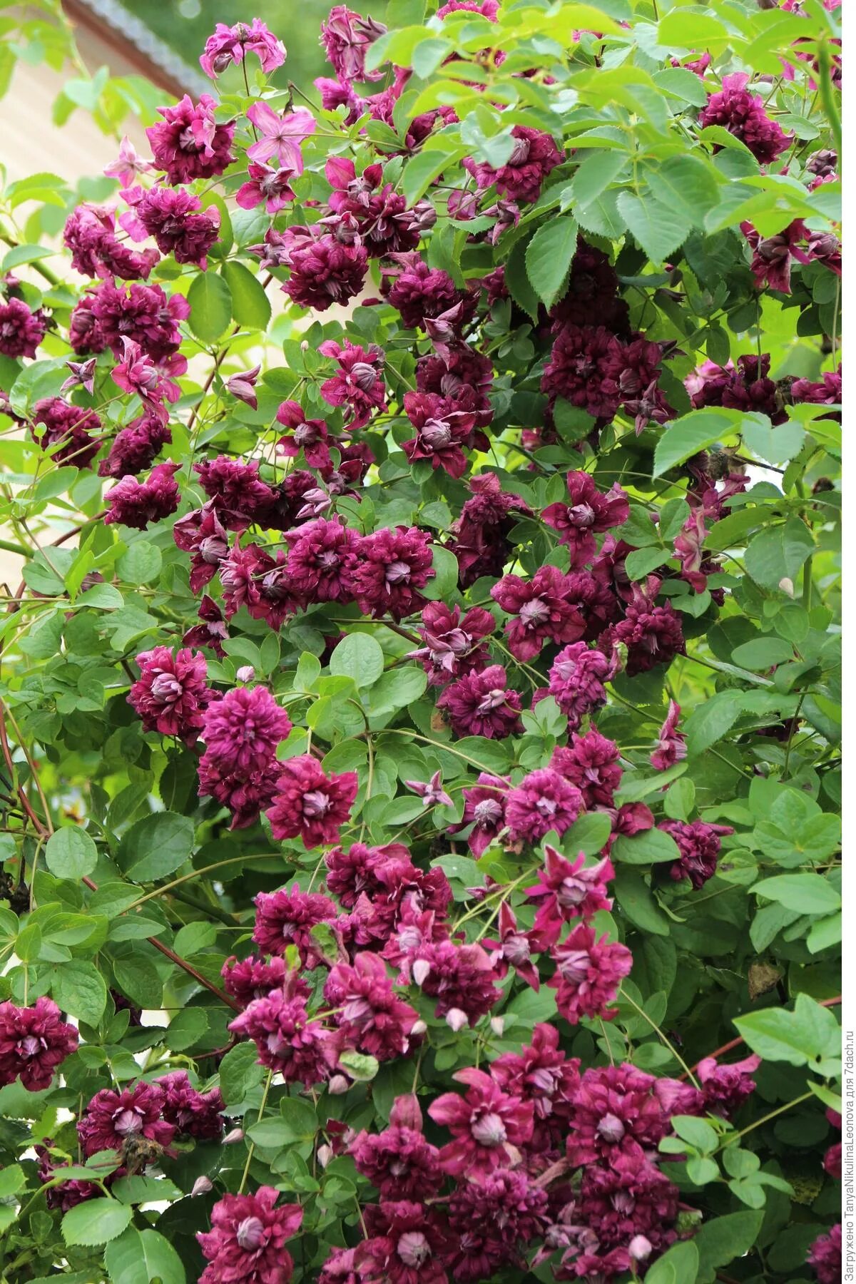 Клематис фиолетовый пурпуреа плена элеганс. Клематис purpurea plena elegans. Клематис фиолетовый 'purpurea plena elegans'. Клематис пурпуреа плена элеганс группа обрезки. Клематис пурпуреа.