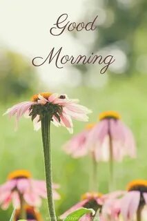 Mornings are beautiful