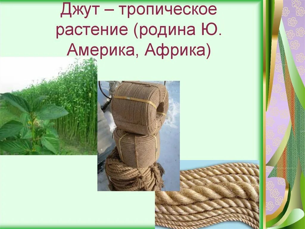 Растение для производства ткани. Джут волокна волокна ткани. Джут кенаф. Натуральные волокна растительного происхождения кенаф. Прядильные растения джут.