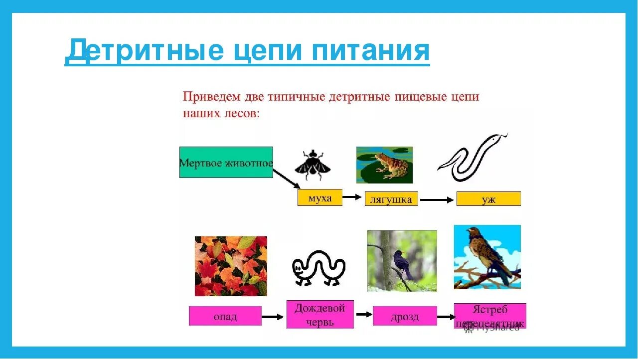 Приведите примеры детритных пищевых цепей. Детритные цепи питания. Детритный Тип цепи питания. Цепи разложения детритные. Детритная пищевая цепь.