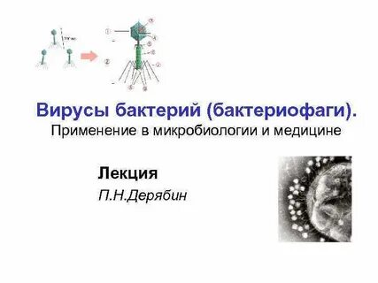 Использование бактериофагов в медицине