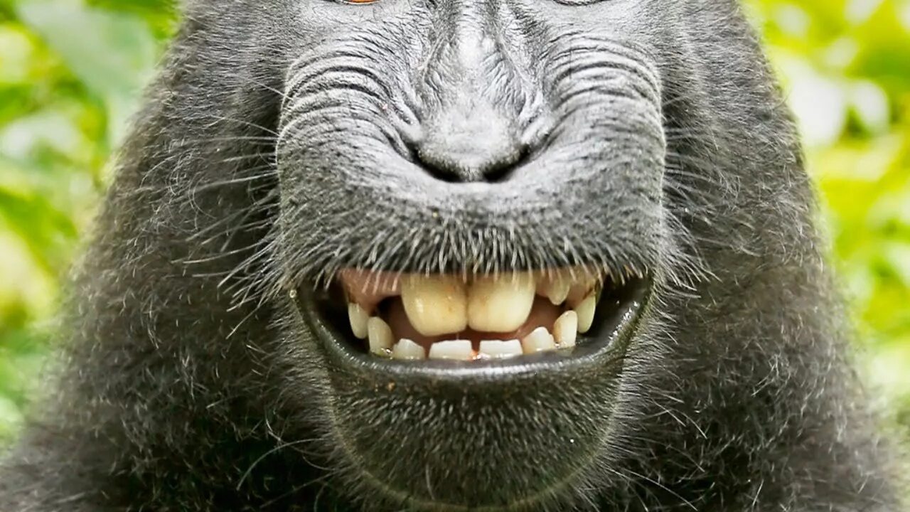 Кабуча. Уши разных животных. Смешные животные. Белая кабуча. Кабуча животное.