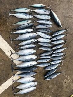 Marlin 15