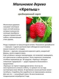 Дерево малина фото и описание