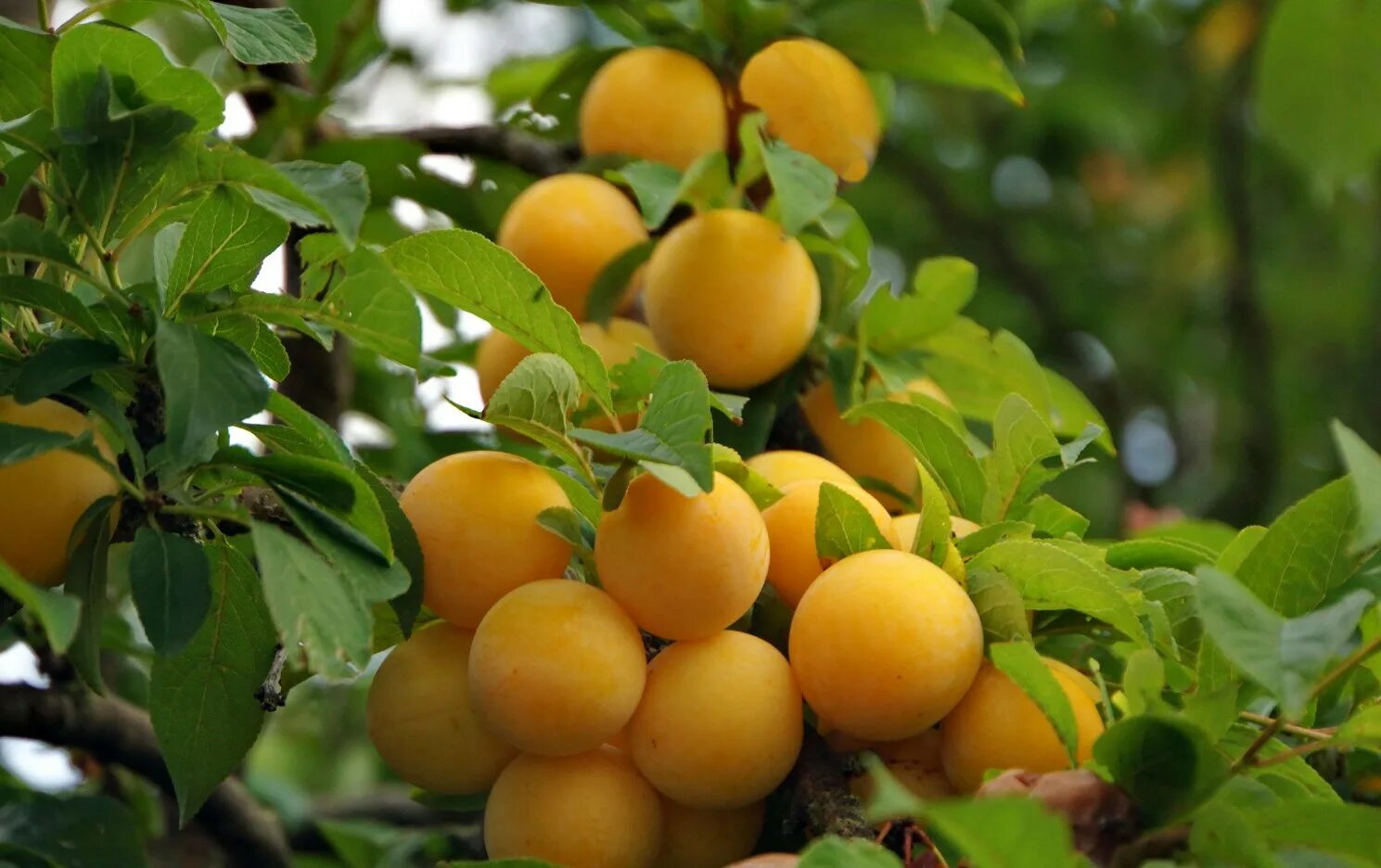 Алыча крымская. Абрикосы алыча. Нектарин слива персик. Саженцы абрикоса черный принц. Алыча иволга.