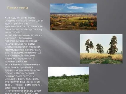 Какой растительный покров преобладает в степях
