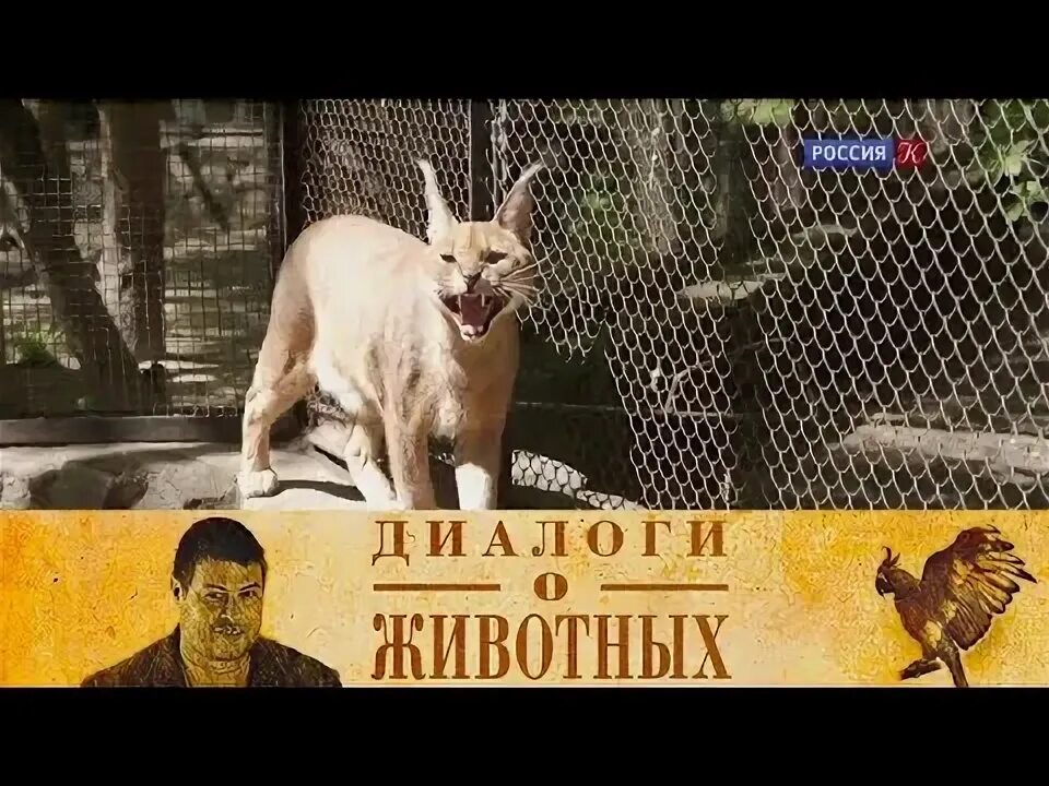 Диалог в зоопарке на русском 8 класс