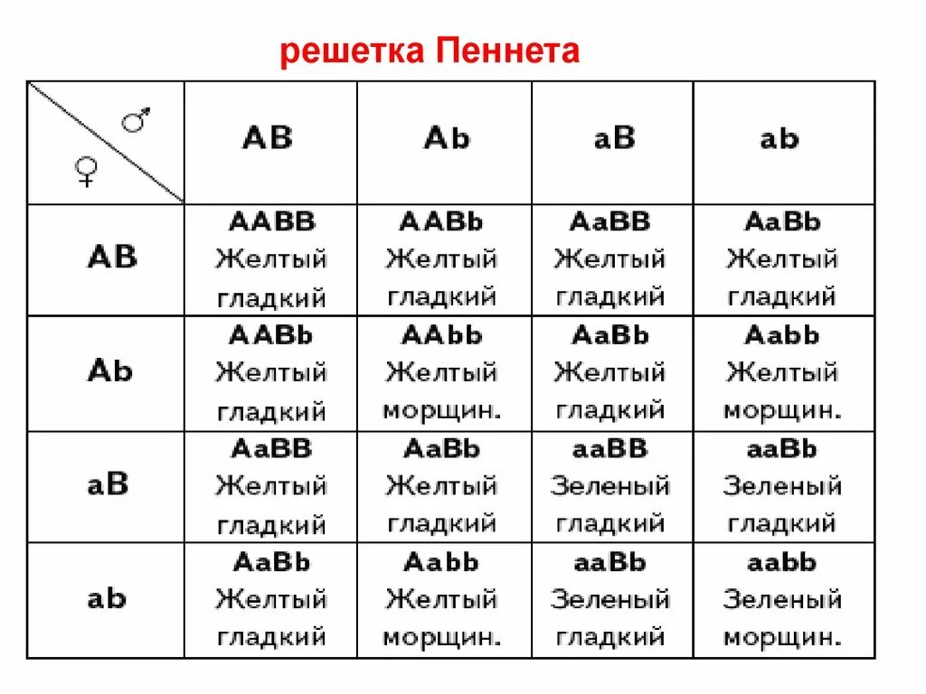 Дигибридное скрещивание таблица. Генетика решетка Пеннета. Решетка Пеннета для дигибридного скрещивания пустая. Решетка Пеннета ф2. Решетка Пинета биология.