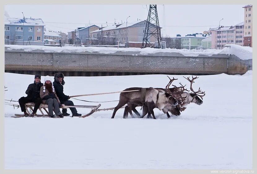 Яр-Сале Салехард. Остров Салехард. До Салехард на оленях. Салехарж его достопримечательности. Салехард собака