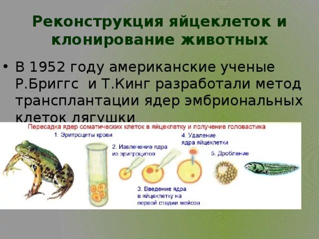 Клонирование стволовых клеток. Реконструкция клеток методы. Метод клеточной инженерии в биологии. Метод реконструкции в клеточной инженерии. Методы клеточной инженерии в биотехнологии.