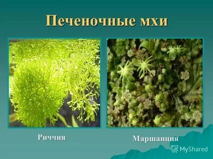 Моховидные по типу питания
