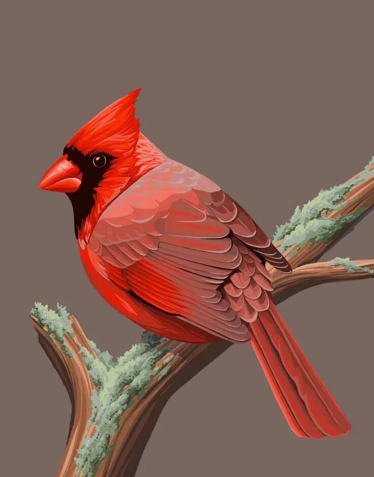 Bird art. Красный хохлатый Кардинал. Птичка красный Кардинал. Виргинский Кардинал птица. Попугай Кардинал.