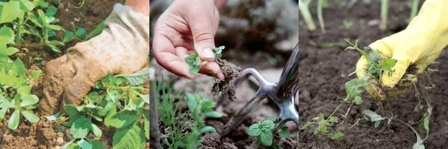 Ручная прополка сорняков. Агротехнический метод борьбы с сорняками. Агротехнические методы защиты растений от вредителей. Прополка сорняков вручную. Агротехническая борьба с сорняками