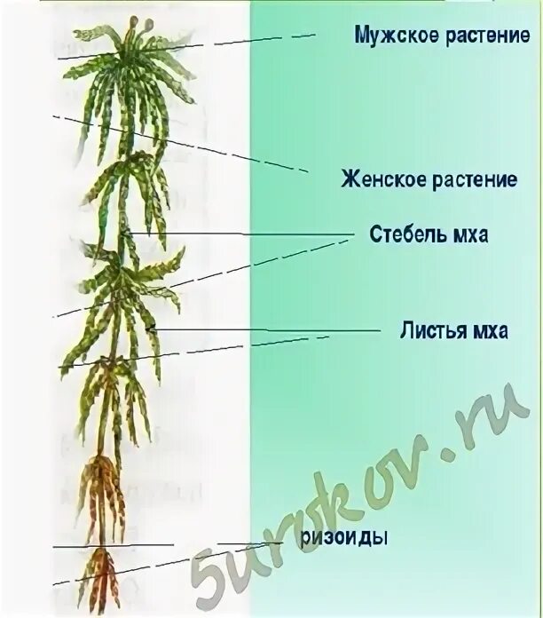 Лабораторная работа строение мха 7 класс вывод. Лабораторная работа по биологии 7 класс строение мха. лабораторная работа внешнее строение мхов 7 класс. лабораторная работа изучение внешнего строения мха. мох мужское и женское растение.