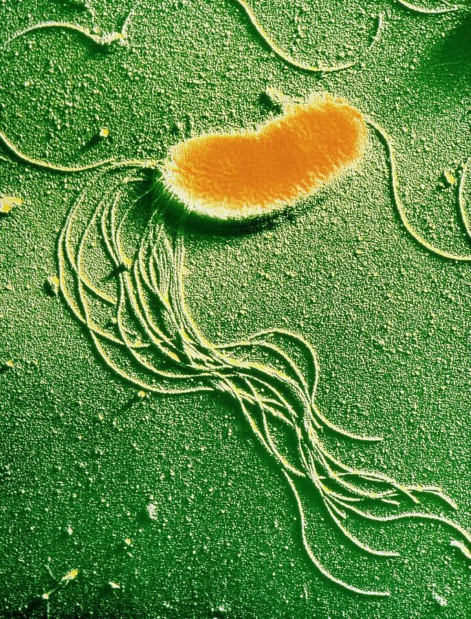 Pseudomonas Fluorescens колония. Псеудомонас бактерия. Псевдомонада Флюоресценс. Pseudomonas chlororaphis.