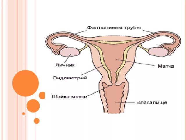 Фаллопиевы трубы это