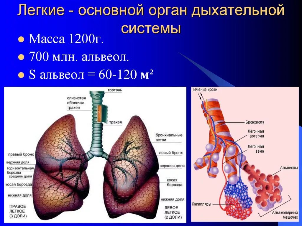 Легочное дыхание строение