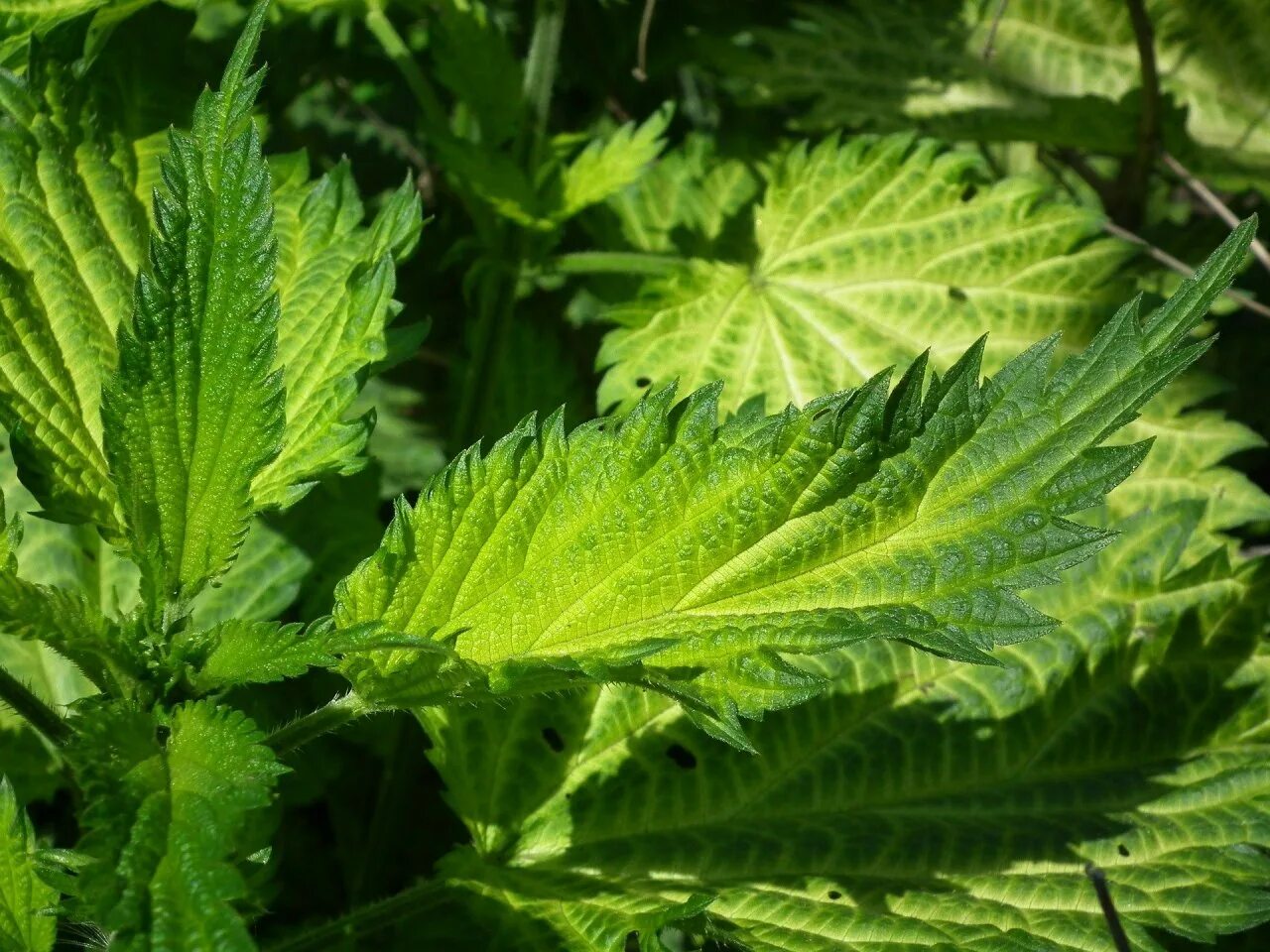 Тема крапива. Крапива. Крапива Онгаонга. Herbes крапива лист. Крапивное заговенье 11.