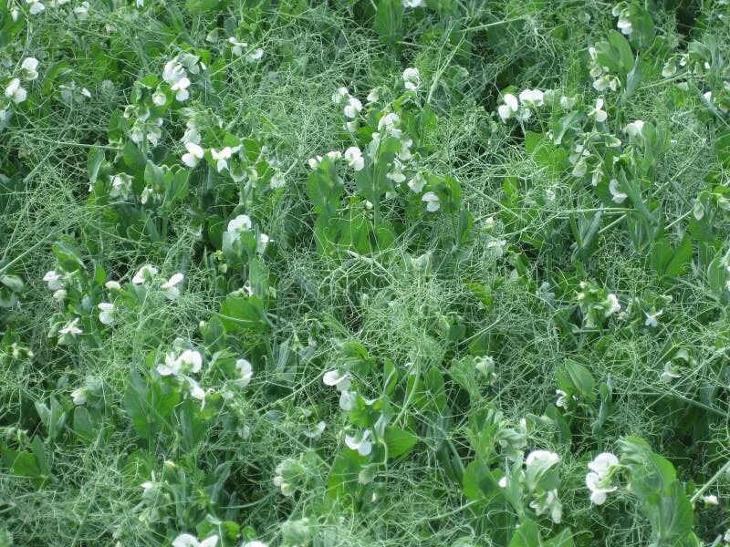 Gramma Maxwell. Peas with vine, blossom and pod Vines, Blossom, Plants
