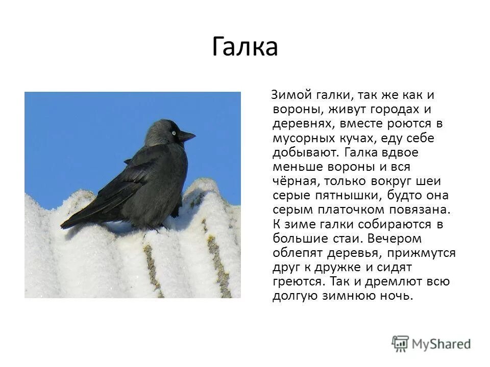 Жила ворона в заколоченном на зиму. Галка зимой. Галка для презентации. Галка птица описание. Как зимуют вороны.