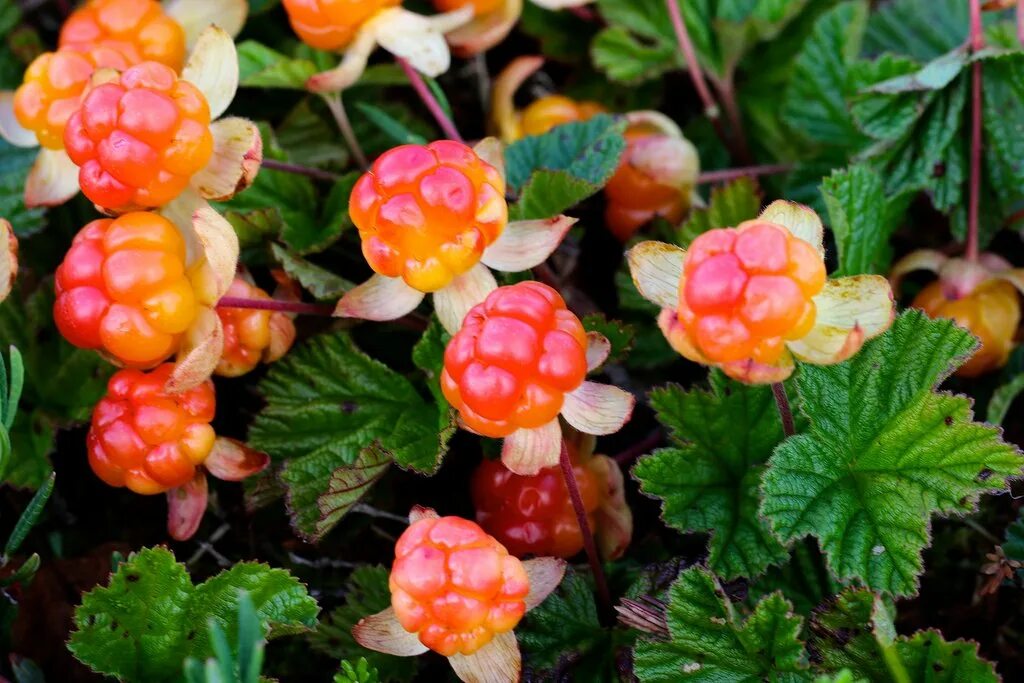 Cloudberry. Морошка (Rubus chamaemorus). Морошка – Rubus chamaemorus l.. Морошка приземистая (Rubus chamaemorus),. Rubus chamaemorus ареал.