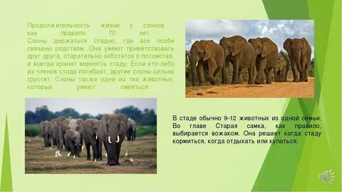 Сколько жили слоны