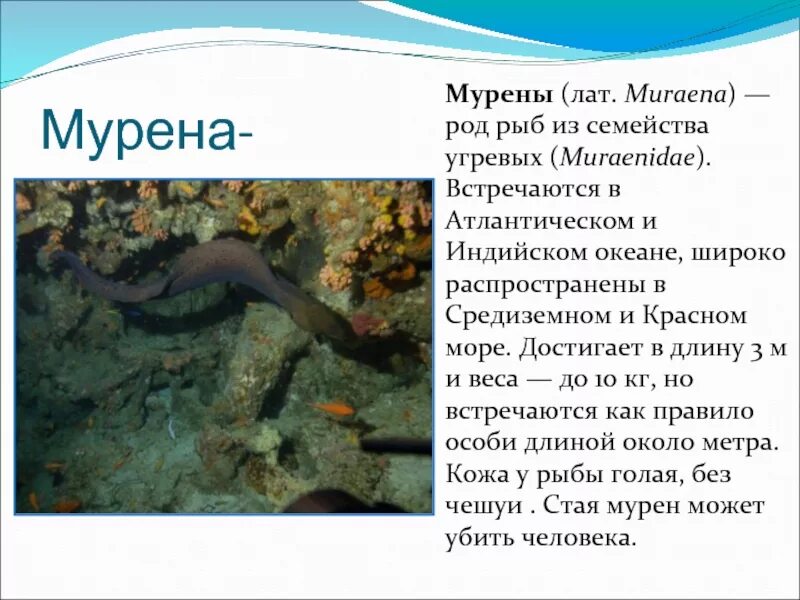 Морские жители доклад. Морские животные с описанием. Презентация мурена. Мурена в индийском океане. Обитатель океана доклад