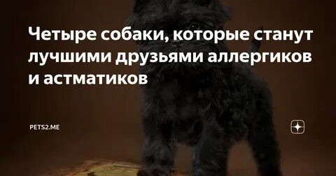 Порода собак у которых нет аллергии