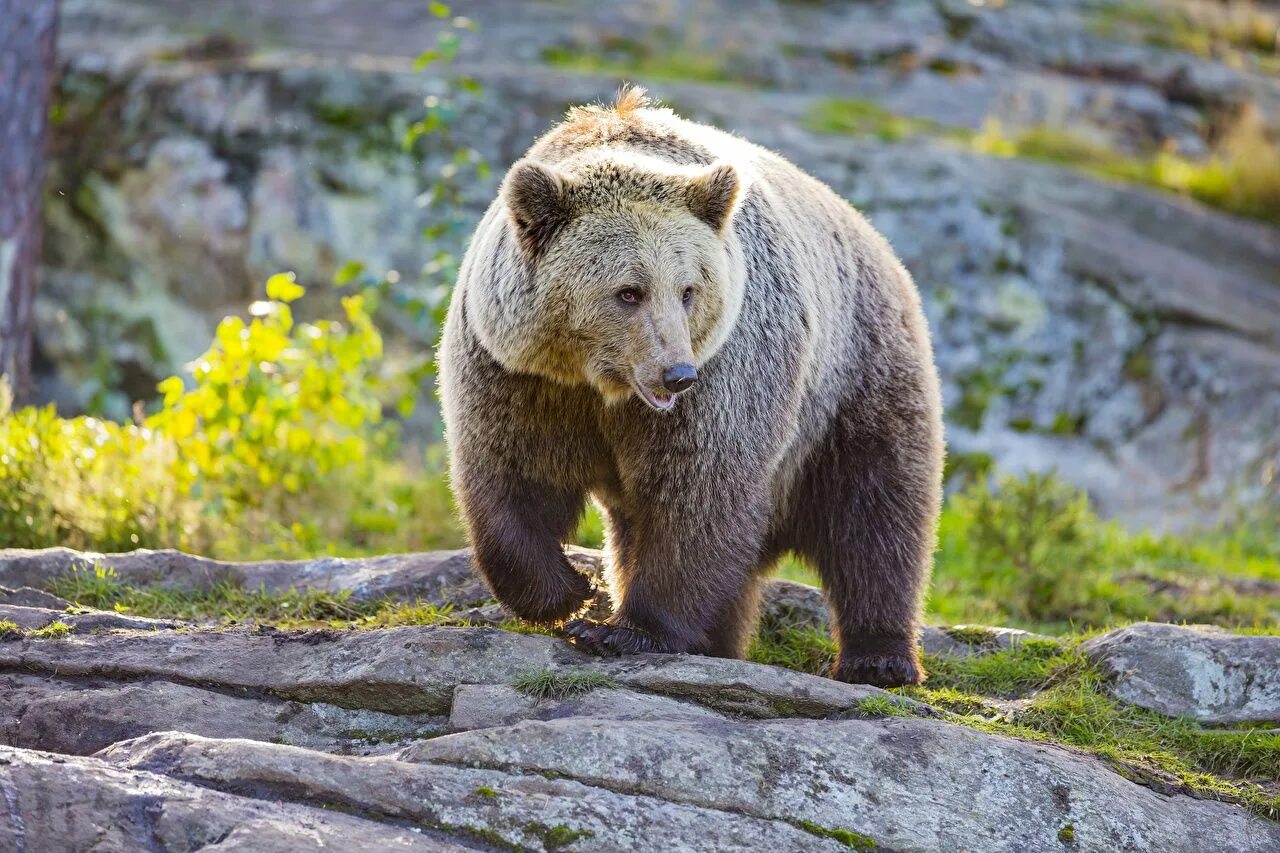 Медведь Гризли Гризли. Гризли и бурый медведь. Бурый медведь. Бурый медведь – Ursus arctos l..