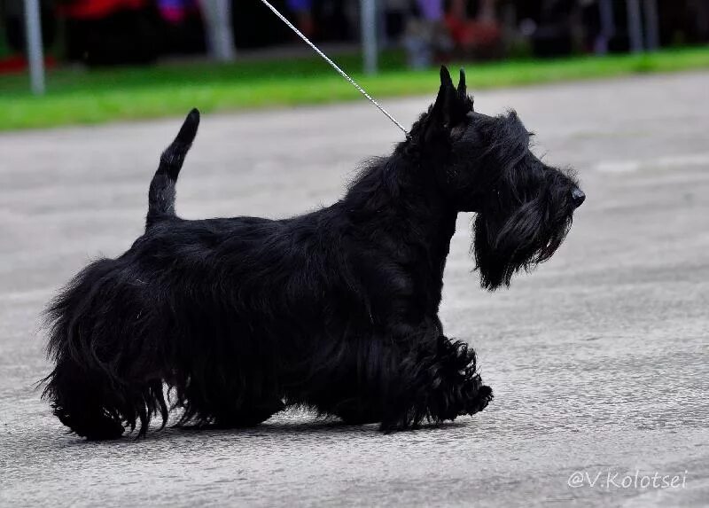 Михаил николаевич румянцев клоун карандаш. Какая собака была у карандаша. Какая собака была у карандаша. Клоун карандаш и его собака клякса. Клоун карандаш с собакой.