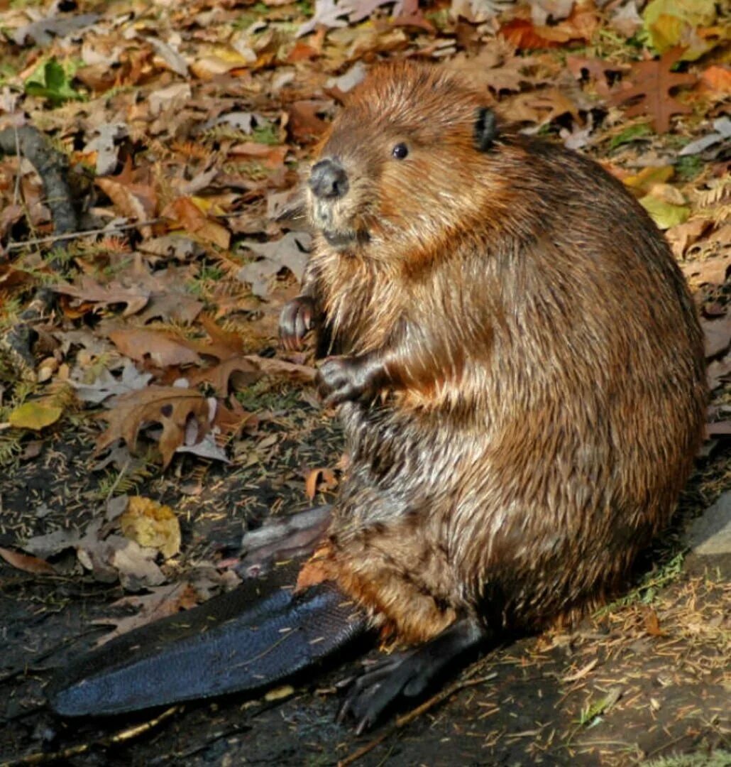 Х бобра. Канадский Бобр (Castor canadensis). Бобр Речной обыкновенный. Бобр и бобриха. Европейский Бобр.