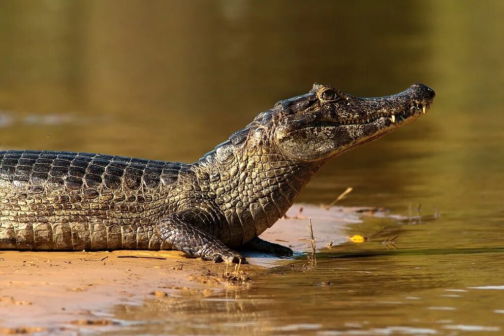Кайман животное. Крокодиловый Кайман Caiman crocodilus. Крокодиловый (очковый) Кайман. Кайман Южной Америки. Кайман крокодиловый (Caiman crocodilus) ареал.