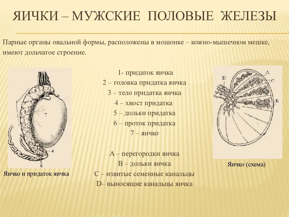 Мужские половые яичники. Строение яичка. Наружное строение яичка. Строение яичка у мужчин. Строение мужских половых желез.