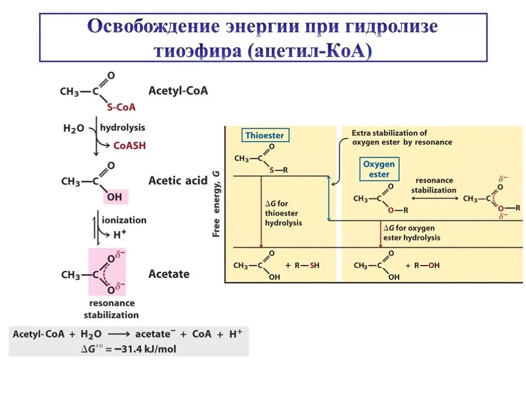 Ацетил кофермент а в энергетическом обмене. Схема тканевого дыхания биохимия. Гидролиз ацетил кофермента. Гидролиз ацетил КОА. Гидролиз ацетоацетил КОА.