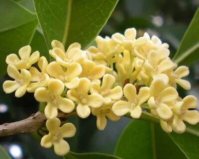 Osmanthus