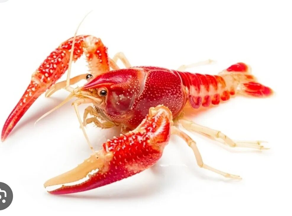 Рачки на прозрачном фоне. Пресноводные ракообразные. Crayfish live. Рак стремительный. Лангуст на белом фоне.