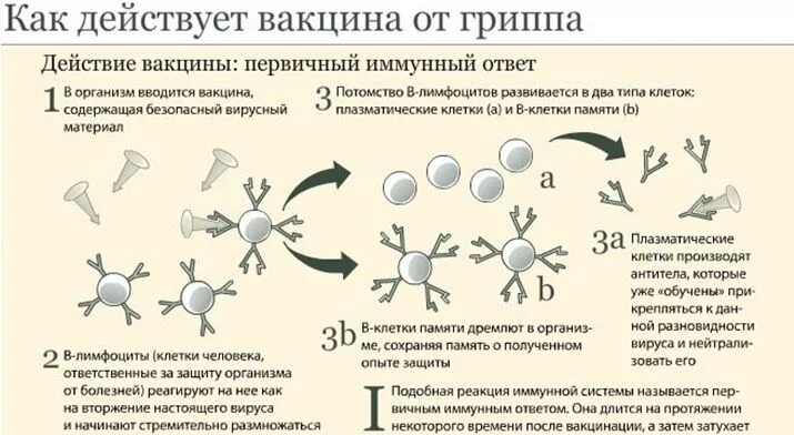 Какой иммунитет образуется при вакцинации от гриппа. Механизм действия вакцины против гриппа. механизм действия вакцин схема. механизм формирования иммунитета при вакцинации. механизм действия вакцин на организм.