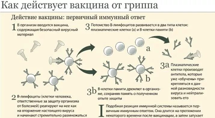 Вакцина против иммунитета. Схема действия вакцины. Механизм формирования иммунитета при вакцинации. Схема работы иммунитета при вакцинации. Механизм развития иммунного ответа при вакцинации.