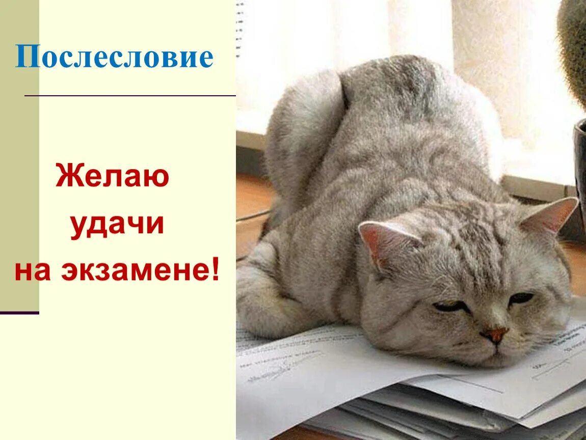 Котик на экзамене. Кот желает удачи на экзаменах. Удачи на экзамене котик. Пожелание удачи на экзамене.