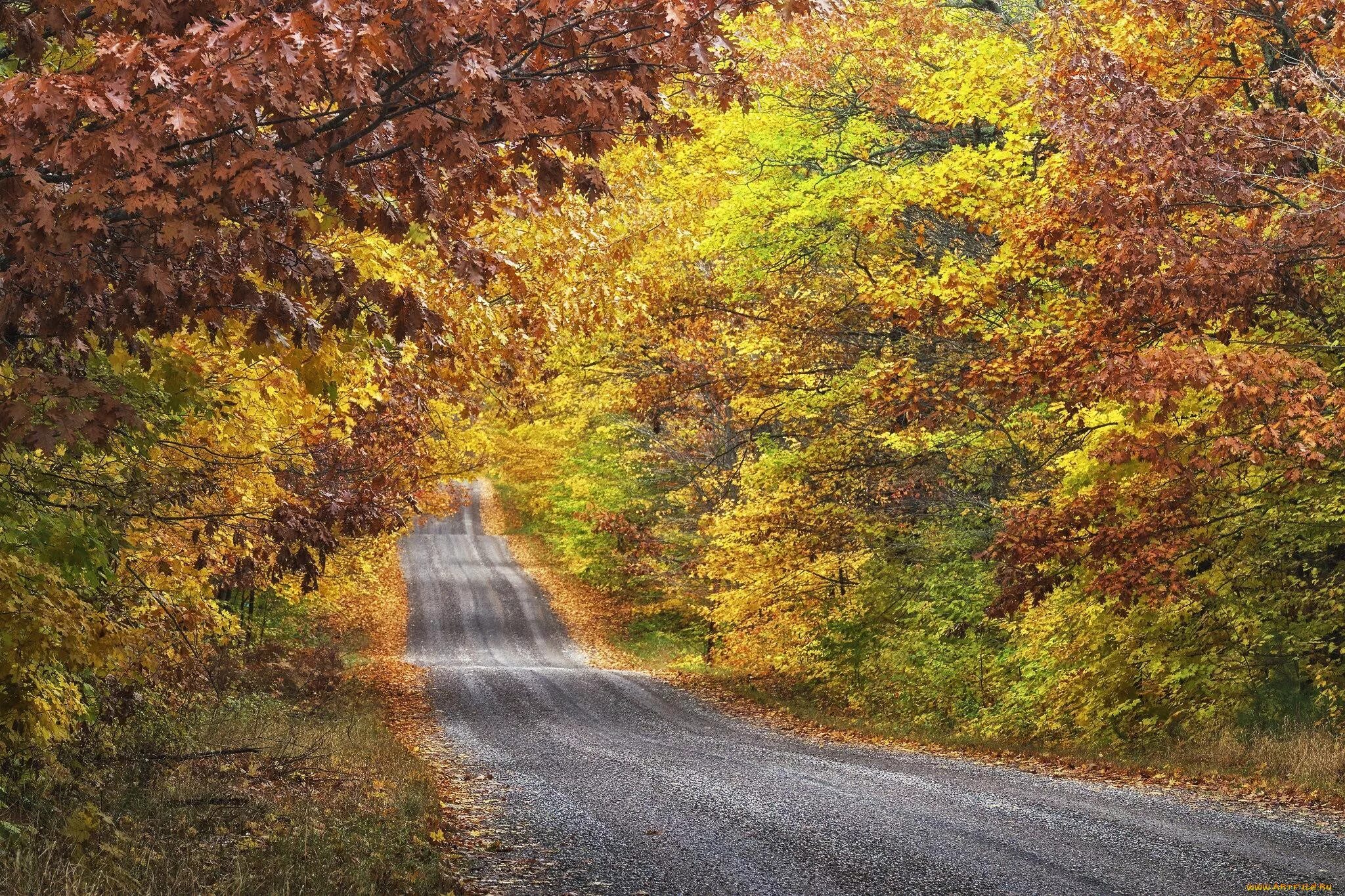 Осенняя дорога. Осенняя дорога в лесу. Осень лес дорога. Сентябрь лес дорога.