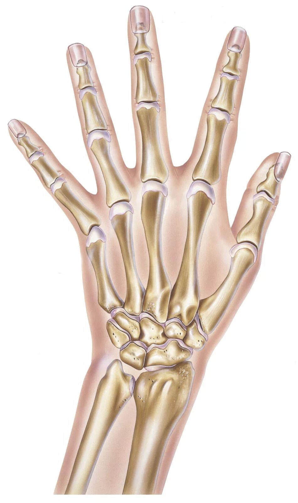 Дистальная фаланга 1 пальца левой кисти. Кости запястья строение. Ладьевидная кость кисти анатомия. Кисть руки анатомия кости. Скелет запястья руки.