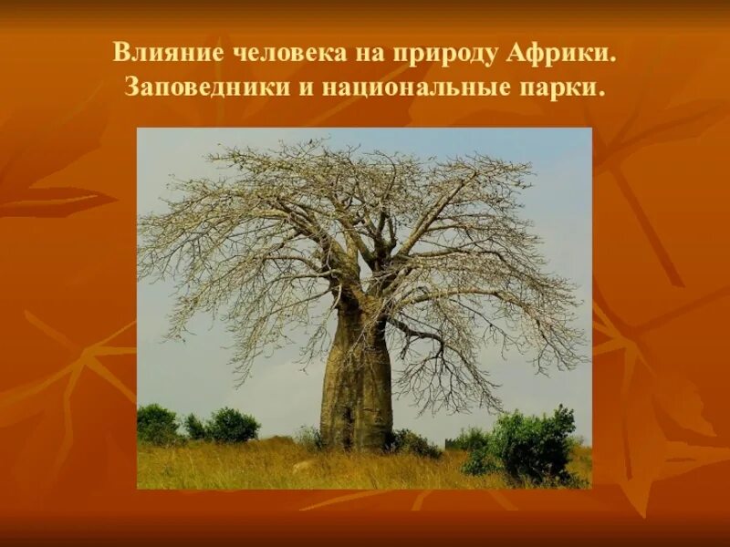 Африка влияние на природу. Влияние человека на природу заповедники и национальные парки. Влияние человека на природу Африки. Воздействие человека на саванны. Влияние человека на природу Африки 7 класс.