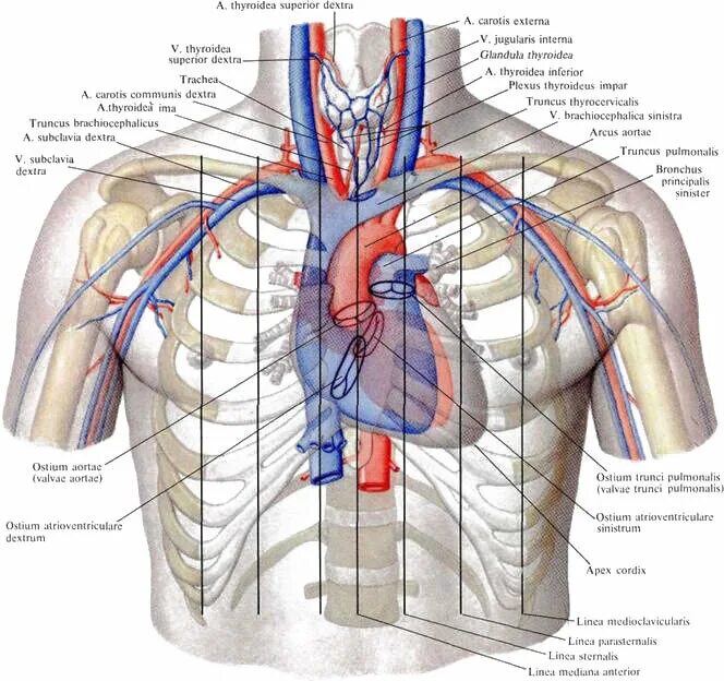 Верхняя полая Вена топография. Верхняя полая Вена анатомия топография. Верхняя полая Вена анатомия сердца. Верхняя полая Вена анатомия медунивер. Правая подключичная вена