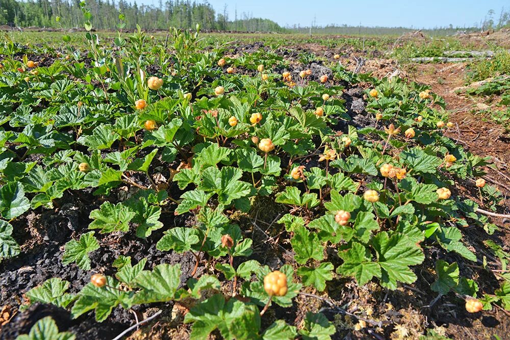 Культура и где растет. Ягоды Югры Морошка. Морошка рассада. Морошка приземистая. Морошка Ханты-Мансийск ягода.